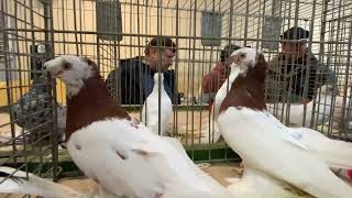 Голуби Tauben Pigeons ￼ выставка ￼ узбекских 2023 Clopenburg Germania