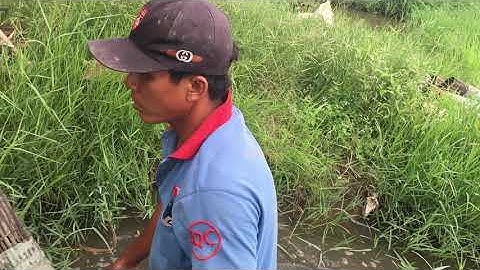 Về quê quay được clip đặt lợp bắt lươn ngoài ruộng trồng lúa