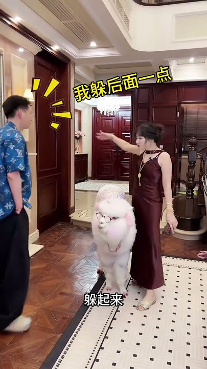 Alpaca Super Green Tea Pretends to be good-looking in front of the male owner and is as fierce a
