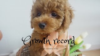 たまにオリジナルトイプードル産みます。 mqdefault.jpg