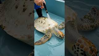 Successful Turtle Rescue Today