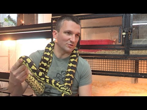 Video: Koliko velike postaju zmije?