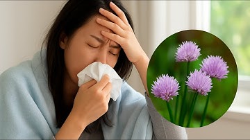 Công Dụng Cây Cỏ Hôi (Cỏ Cứt Lợn)Chữa Viêm Xoang, Cảm Mạo.