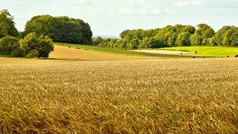 Lord of the Harvest (lord of the field) - Primary School Hymn