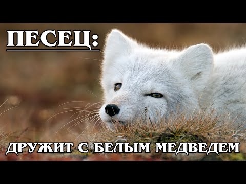 Песец: Искусство выживания в Арктике и "дружба" с белым медведем | Интересные факты про лисиц