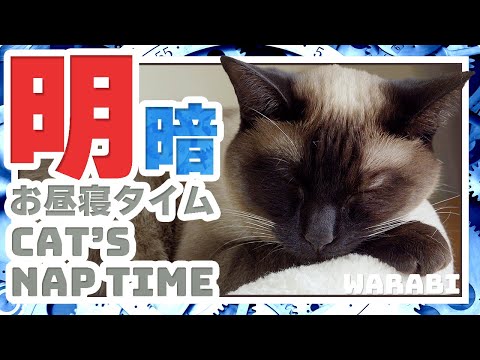 猫の明暗お昼寝タイム