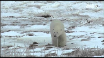 VTC14_Trái đất ấm lên đe dọa nghiêm trọng đến loài gấu Bắc cực