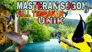 MASTERAN SOGON FULL TEMBAKAN PANJANG