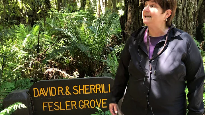 Coast Redwoods virtual field trip