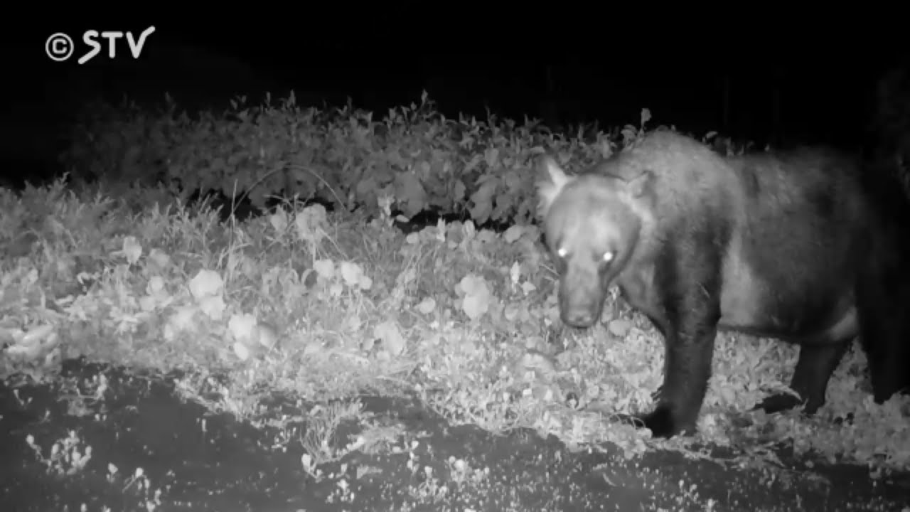 速報】オスのクマ1頭捕獲 連日出没していた個体か DNA鑑定で調査へ