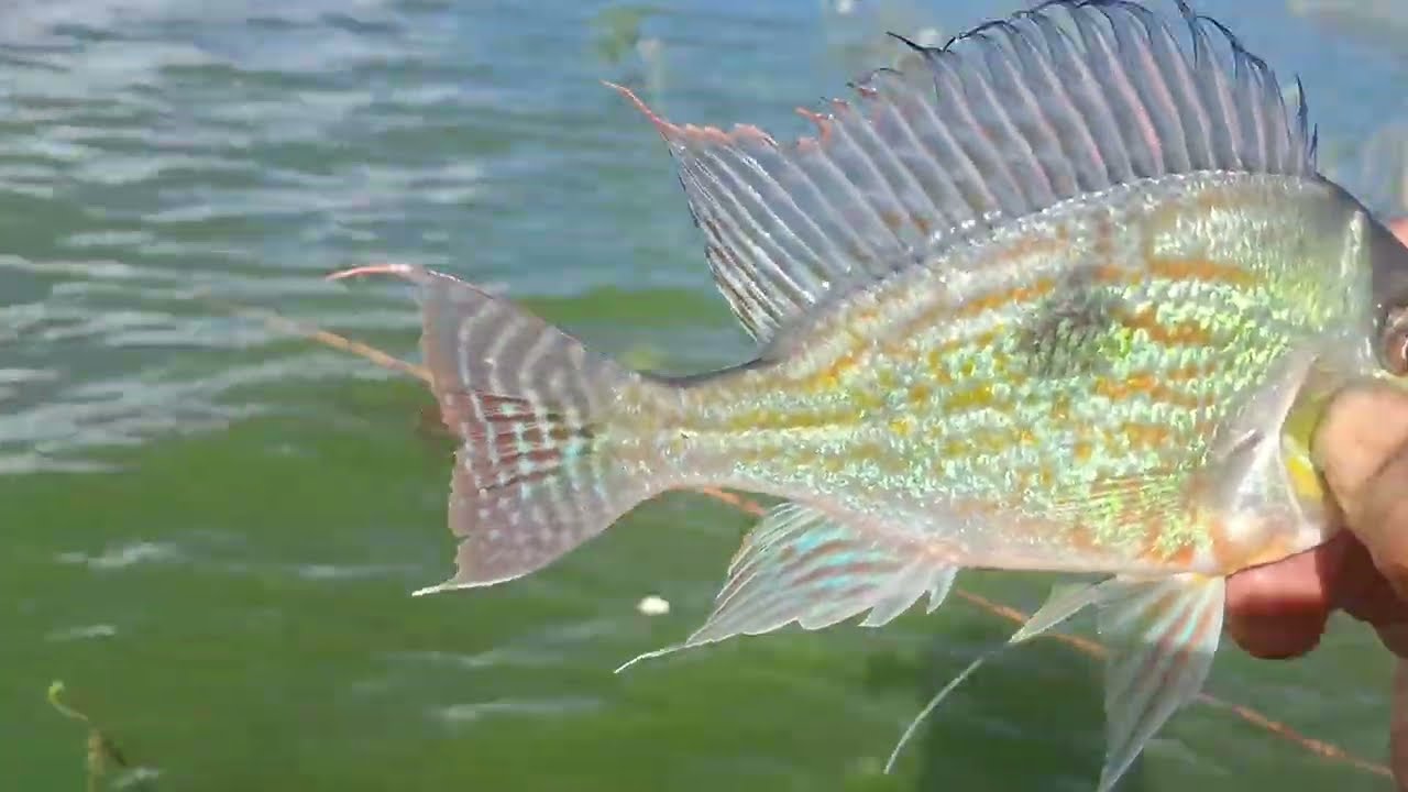 Era jogar e pegar rio Grande grarace 