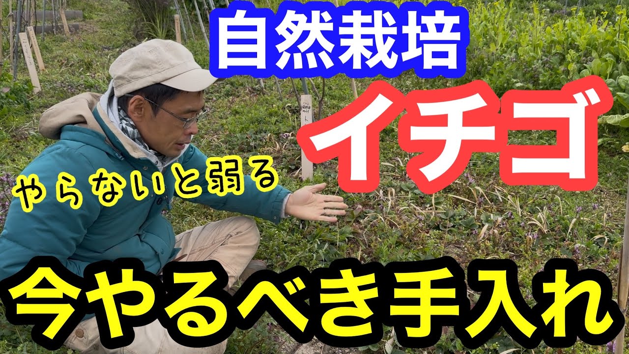 Strawberry Cultivation] Care to be done in March for open-field