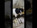 Bakra For Sale ZN Goats House