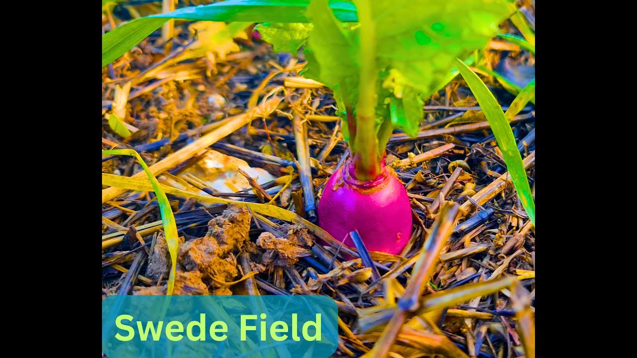 Swede Fields Walking Tour🌱Peaceful Countryside Walk-Relaxing Nature Sounds [4K] ENGLAND