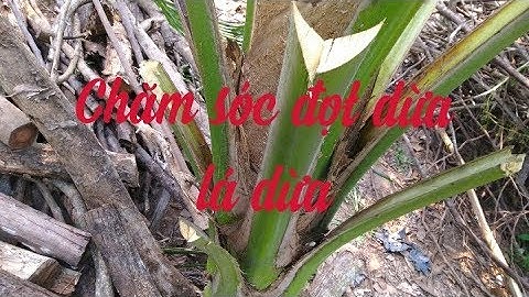 Chặt lá dừa, dọn đọt dừa / nam kobelco