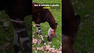 Giraffe or zebra (okapi)