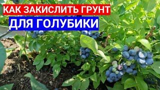 ГОЛУБИКА ЛЮБИТ ПОКИСЛЕЕ - СХЕМА ЗАКИСЛЕНИЯ ГРУНТА ПРИ ВЫРАЩИВАНИИ ГОЛУБИКИ.