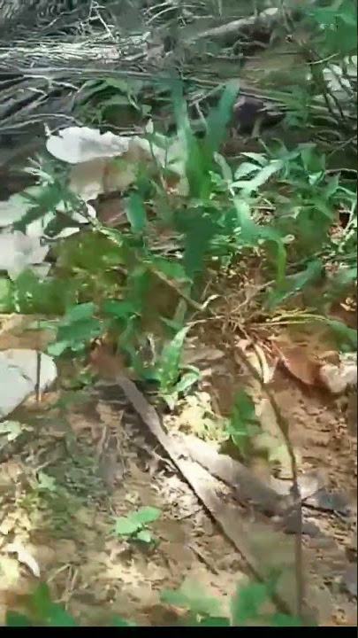 panen jamur liar berlimpah di kebun sawit #shorts
