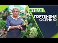 Можно Ли Сажать Гортензии Осенью ✔️ Что нужно знать о посадке Гортензии в сентябре