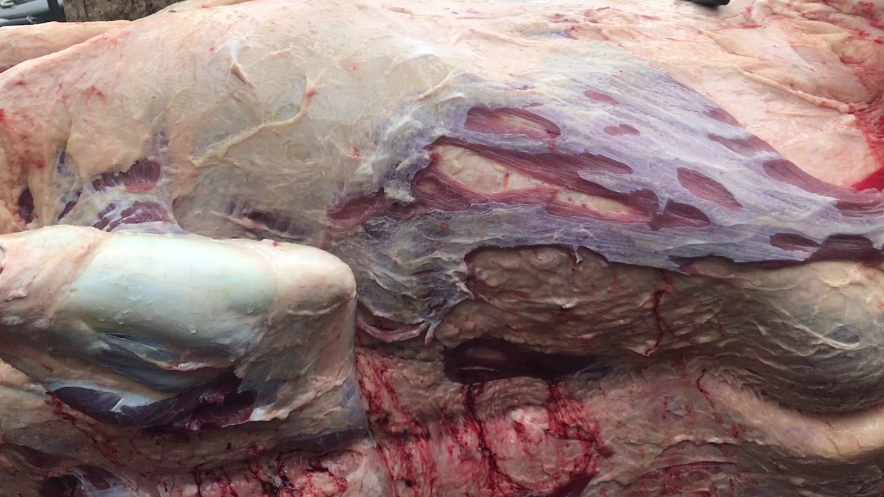 Beef cow meat twitching - YouTube