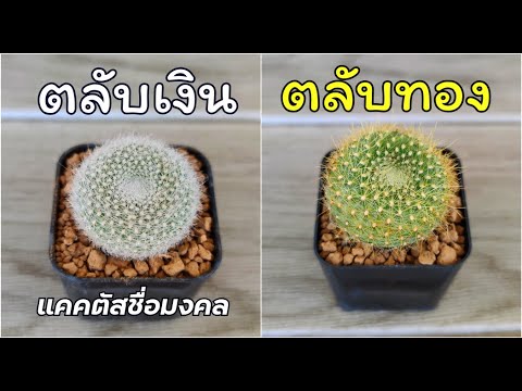 ตลับเงิน-ตลับทอง-แคคตัสชื่อมงค