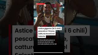 Astice gigante (di 6 chili) pescato a Tricase, cattura record nel Salento