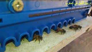النحل الصحراوي/ desert bees