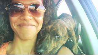 Lakin visits Memphis' hometown! (My journey with shelter pet adoption)