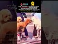 witnessing this insane dog jealousy moment proves that pets have real emotions #doglover