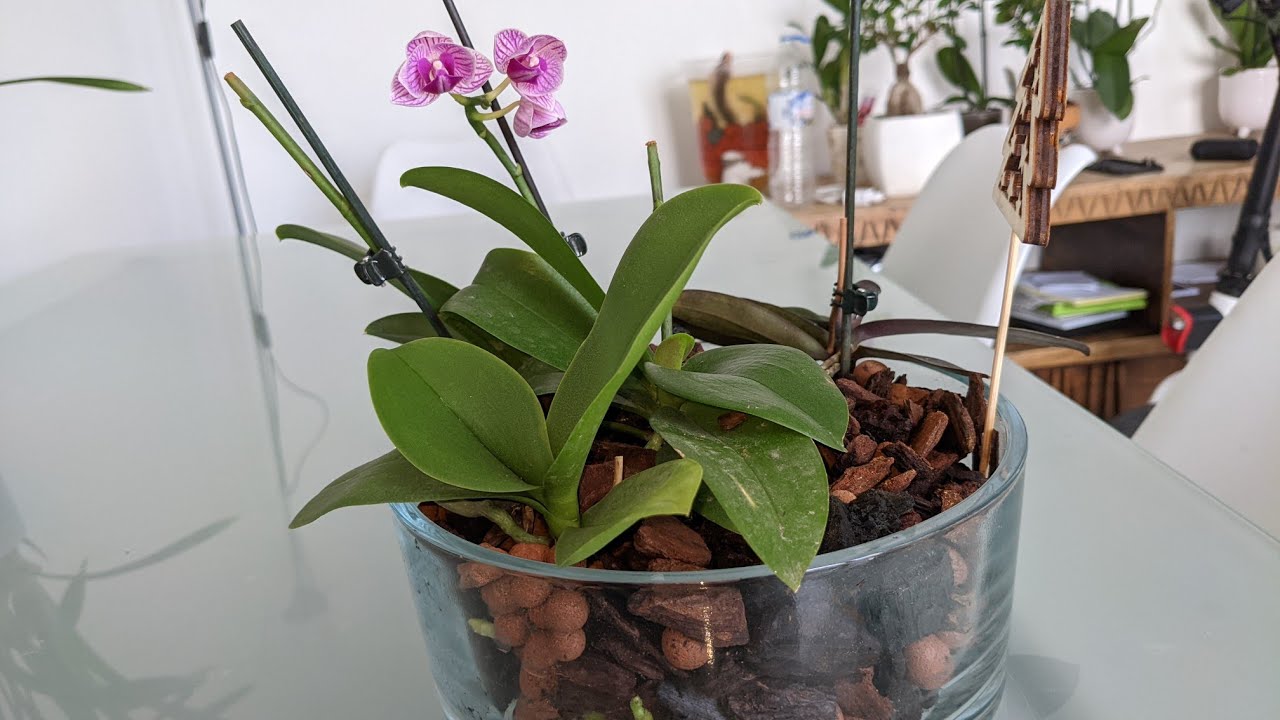 Arranjo de mine Phalaenopsis no vaso de vidro, aprenda como regar sua  orquídea no vidro. 🌸 - thptnganamst.edu.vn