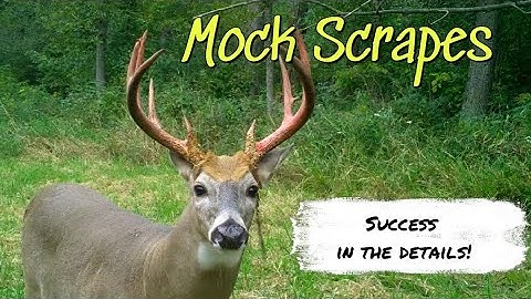 Mock Scrapes ...Success is in the Details!