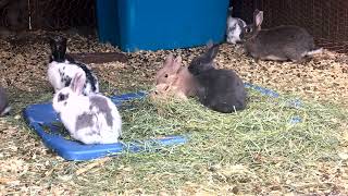 4K Baby BUNNIES 🐰 Day 80 🐰 ADORABLE Rabbit Colony ✨ Relaxing Ambient MUSIC 🎵 by Cosmic BUNNIES 1,144 views 1 year ago 1 hour, 35 minutes