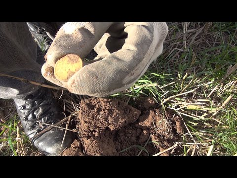 Коп.Поиск золота.Слабонервным не смотреть