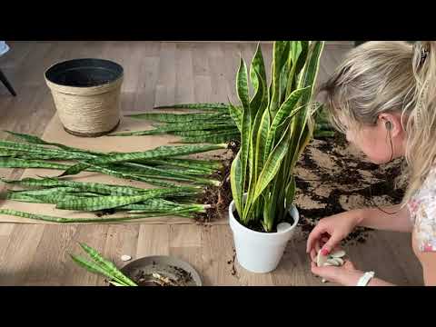 Video: Sansevieria: Jinsi Ya Kujali?