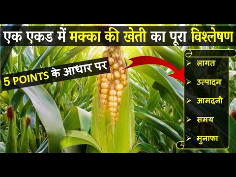 वीडियो: मशरूम से पकाने के 5 तरीके