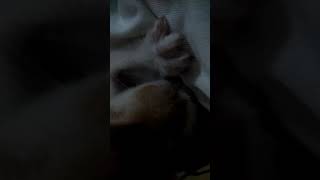 So Sad, A Kitten Breast Feeding From Human Coz Leave Behind By Her Mom To Die So Sad, A Kitten Breast Feeding From Human Coz Leave Behind By Her Mom To Die