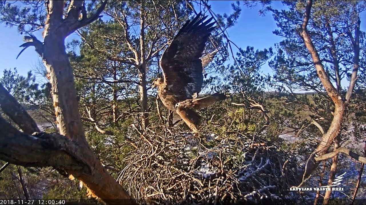LVM Klinšu ērglis~Golden eagle is testing the nest~11:38 AM 2018/11/27