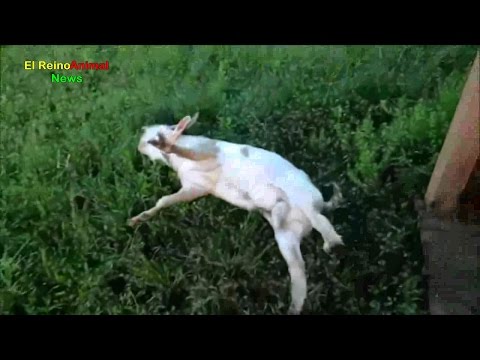 Video: Cabras Que Se Desmayan: Divertidas Y Más Fáciles De Tratar