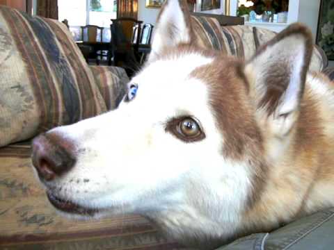 Dog Saying I Love You