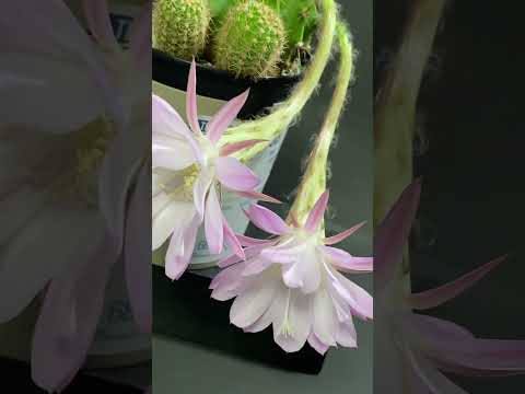 On October 10th, at 1 o'clock in the middle of the night, the cactus flowers bloomed. #flowers #園芸