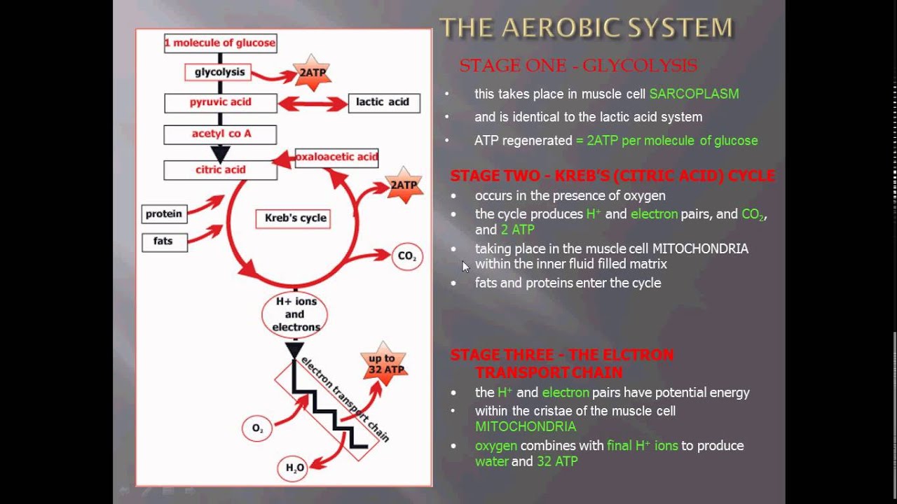 aerobic system - YouTube