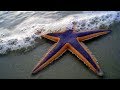 Starfish for Kids with Pronunciation (and with photos)