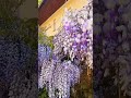 My wisteria is wonderful 🦄#flowers #kwiaty #garden #ogród #nature #wisteria #cute #spring #wiosna