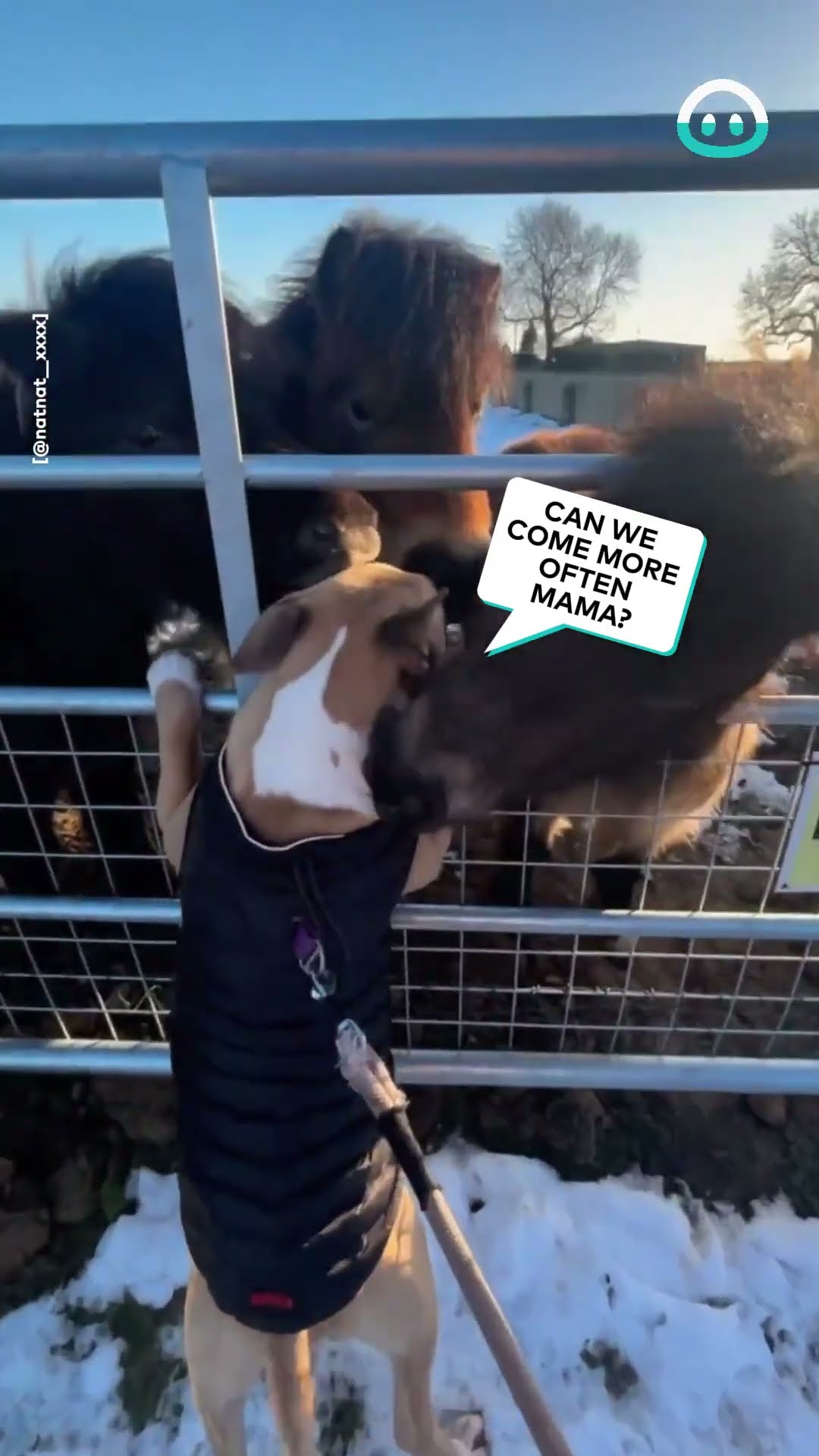 Bull Terrier Gets Some Shetland Pony Love || ViralHog