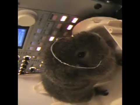 The first Guinea pig on the Moon - YouTube
