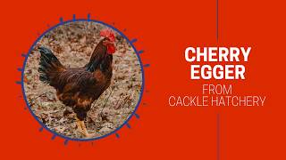 Cherry Egger Chicken Breed | Cackle Hatchery