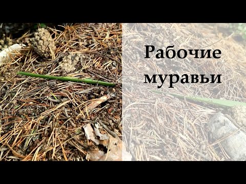 Рабочие трудолюбивые муравьи