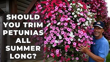 Should You TRIM BACK Your Petunias All Summer Long?