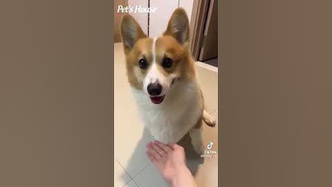 Nắm tay 1 cái có bầu không ta || Corgi Mông To