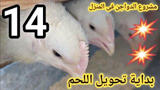 مشروع الفراخ البيضاء اليوم ١٤ تربية الدواجن فراخ poultry chicken